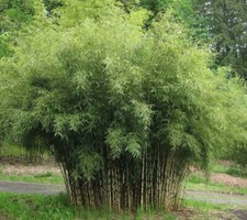 Fargesia robusta Formidable -