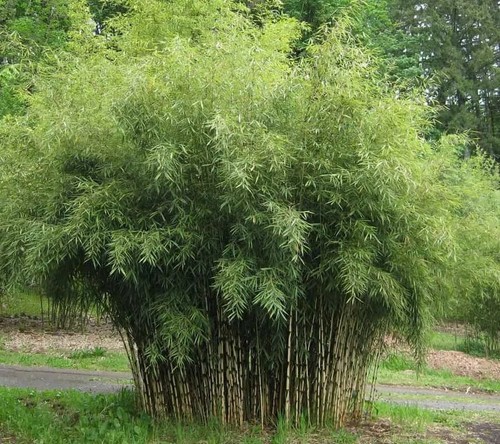 Fargesia robusta formidable - fargesia,