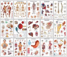Human Anatomy Posters –