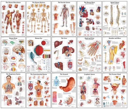 Human anatomy posters - posters, –
