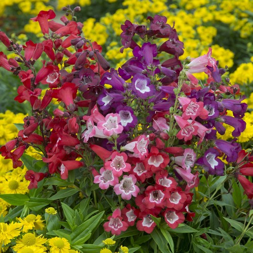 Perennial hardy penstemon - hardy,