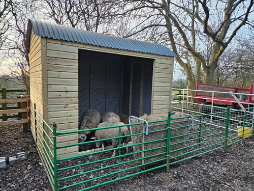 Horse field shelter shepherd - horse,