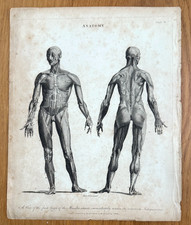 Antique Original Black & White Engraving by J.Pass 1796 First layer of muscles