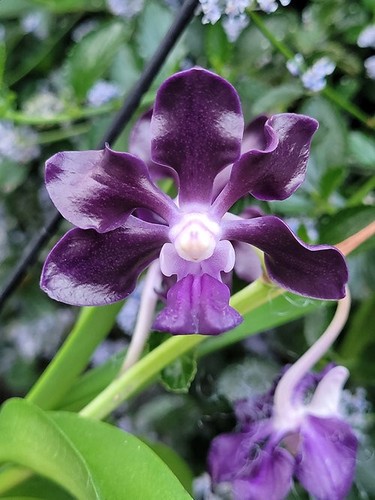 Rare vanda jairak black knight - vanda,