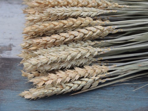 Dried wheat stems bunch - stems, 30