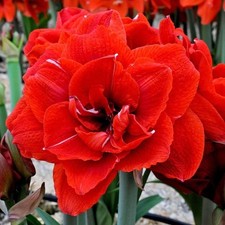 Amaryllis Hippeastrum Red Double Large Blooms. 12 Cm Pot. 1-2 Flower Spikes 