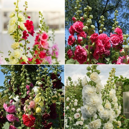 Hollyhock seeds huge - hollyhock,