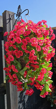 ☘️Artificial Flowers☘️ Hanging Basket Trailing☘️ Morning Glory Fuchsia 10 inch
