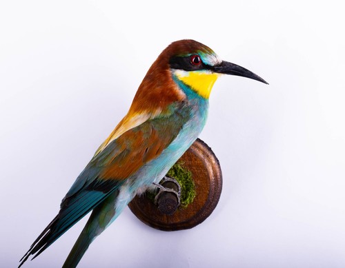 Taxidermy mount bird bee - bird, bee-eater