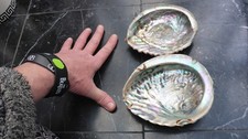 2 x Abalone Natural Paua