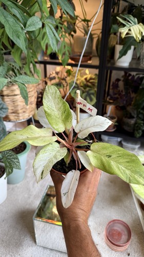 Philodendron snow drift - philodendron, 12cm
