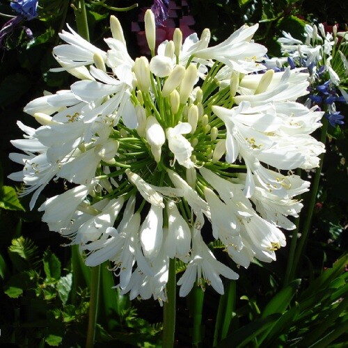 Agapanthus white umbrella - agapanthus, umbrella'