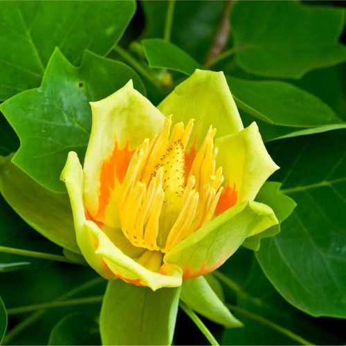 Tulip tree liriodendron - tulip,