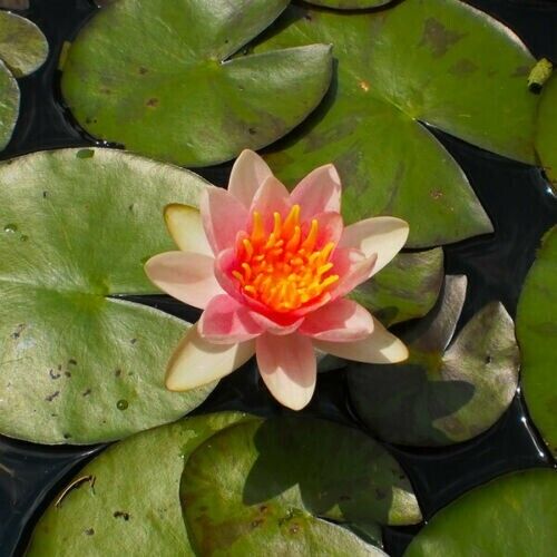 Shady lady dwarf small - shady,