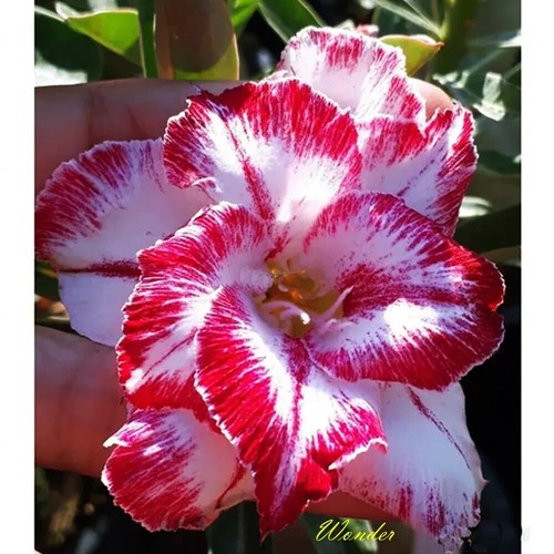 Wonder desert rose - desert,