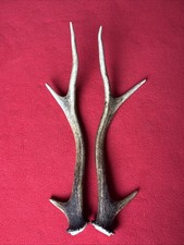 PAIR OF SIKA DEER ANTLERS 195g.   approx. 31cm.
