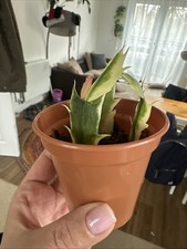 Schlumbergera Variegated