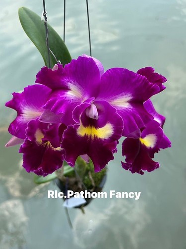 Rare cattleya rlc pathom - rare, rlc.