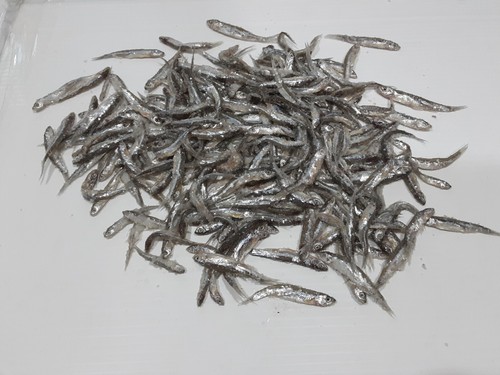 Salted emerald shiner minnows - salted,
