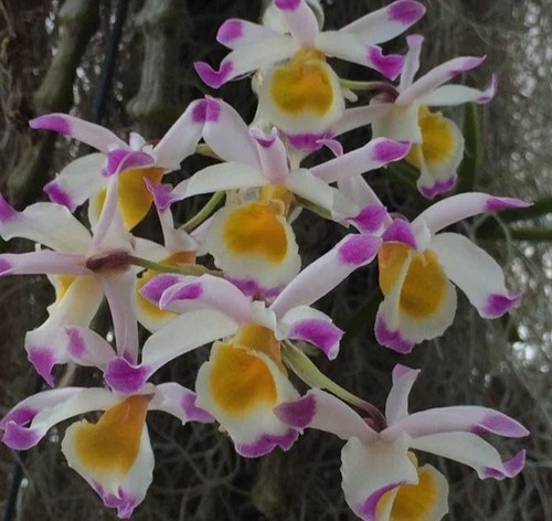 Rare dendrobium pendulum - rare,