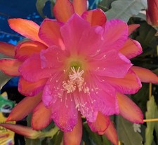 Epiphyllum Sarah Courant ” Rooted 20cm+ cutting with new grow 