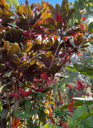 Cordyline fruticosa seed - cordyline, seed-grown