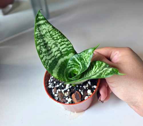 Snake plant - plant, (sansevieria)