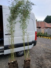 Robusta Campbell Jumbo Clumps