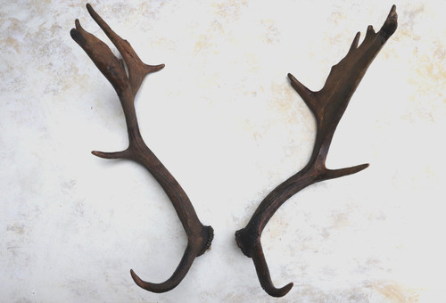 Pair fallow deer antlers - fallow,