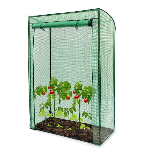 Outdoor garden tomato - outdoor, plant