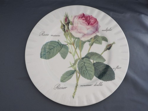 Roy kirkham redoute rose - redoute,