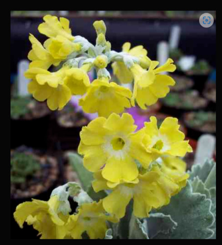 Primula auricula wharfedale - auricula,