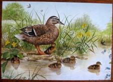 Single Postcard Mallard and