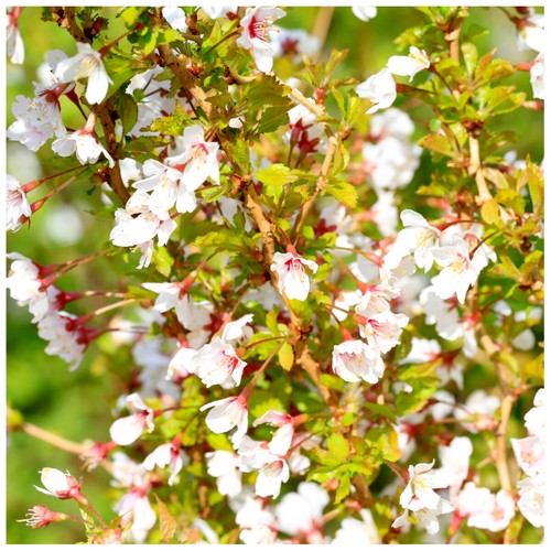 Prunus incisa kojo mai - prunus, 'kojo-no-mai'
