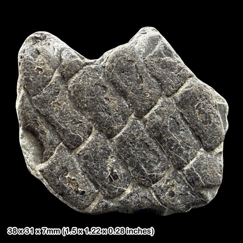 Rare dapedium fish - fish, scale