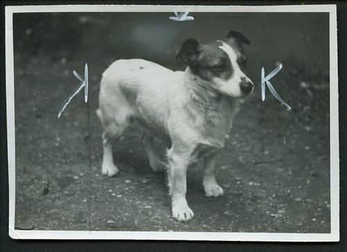 Jack russell terrier dog real - russell,
