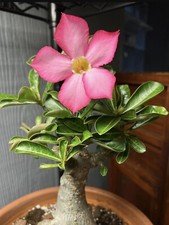 10 Desert Rose seeds Adenium