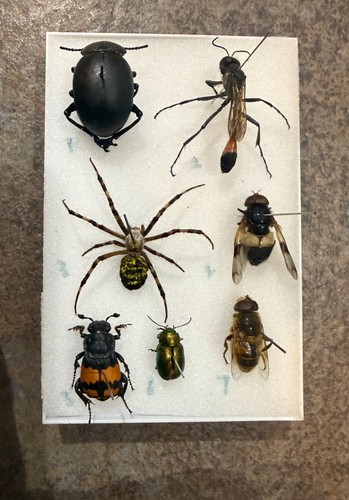 Seven great british - , insects
