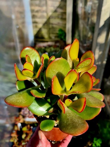Crassula ovata sunset the - crassula, |