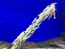 Shrimp Food Lollies Sticks Mixed Pack for Crystal Red Cherry Tiger Blue Shrimp