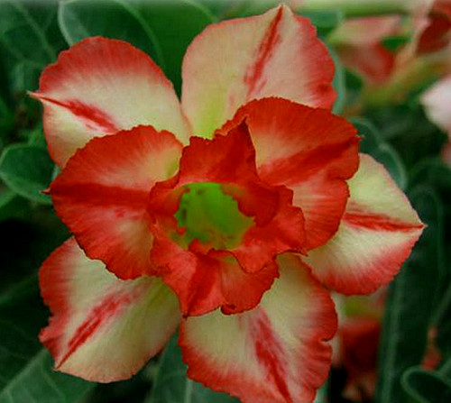 Adenium obesum double - adenium, obesum,