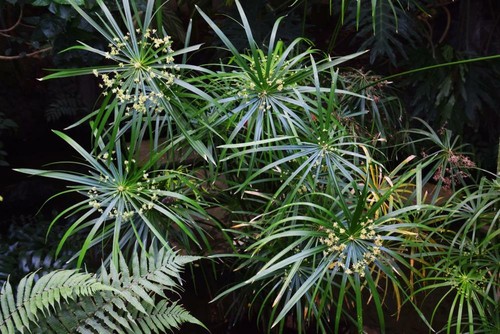 Cyperus umbrella plant - cyperus, 20