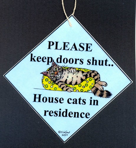 Maine coon cat residence - maine,