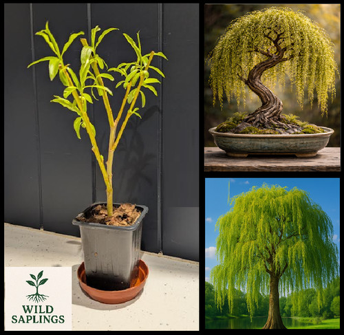 Golden weeping willow bonsai - willow, |