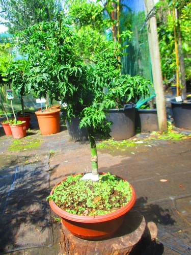 20inch inc pot lions head - 20inch,