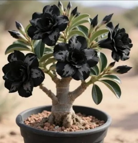 Dark matter desert rose - dark,