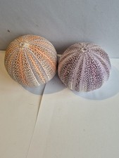 2  Large Vintage Natural Sea