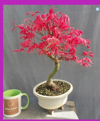 Beautiful japanese maple - beautiful,