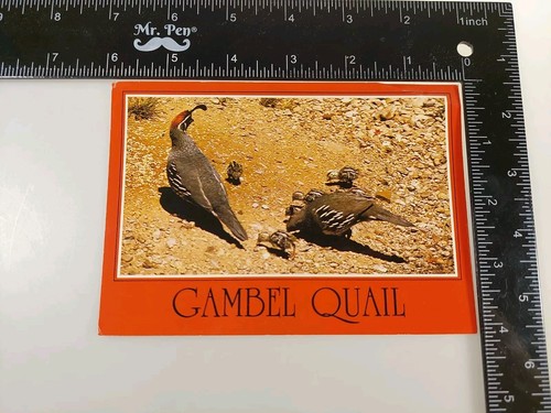 Postcard arizona gambel - arizona's,