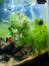 HORNWORT + ELODEA DENSA 15CM